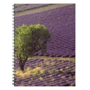 Lavender field in High Provence, France Spiral Notebook
