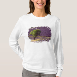 Lavender field in High Provence, France T-Shirt