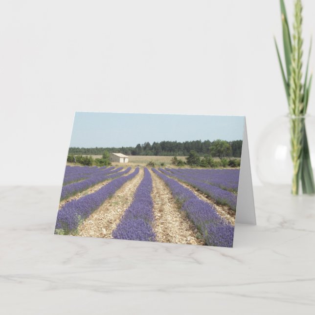 Lavender Field in Provence Card (Front)