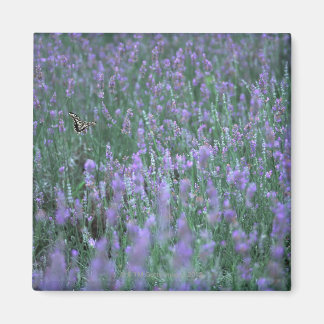 Lavender Field Magnet