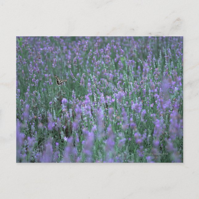 Lavender Field Postcard (Front)