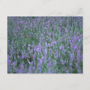 Lavender Field Postcard