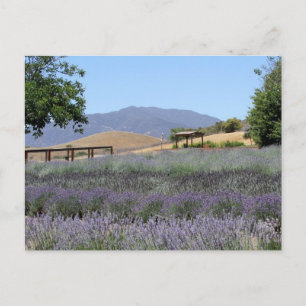Lavender Field Postcard