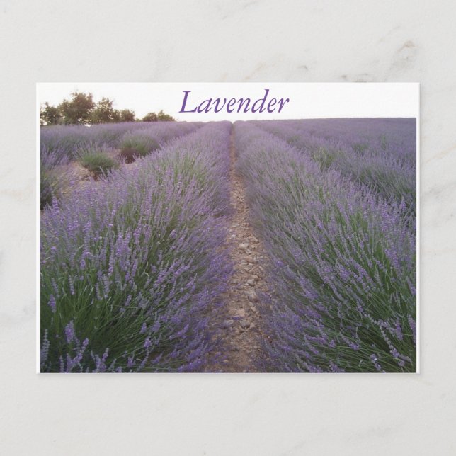 Lavender field postcard (Front)