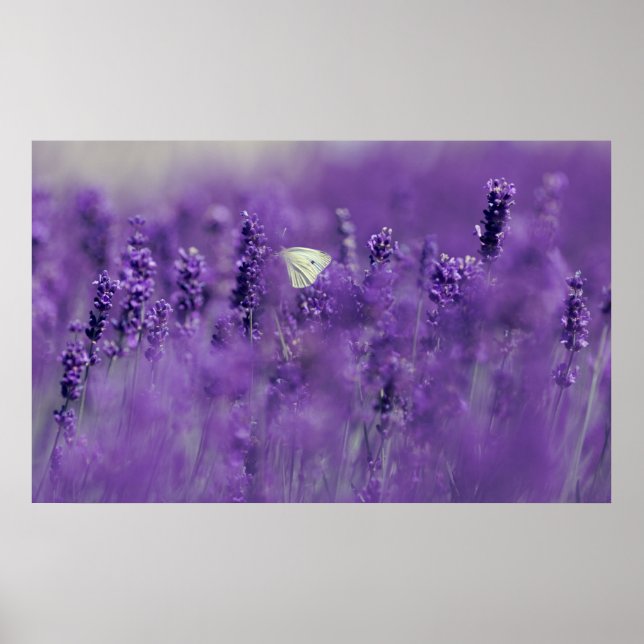 Lavender Field Poster (Front)