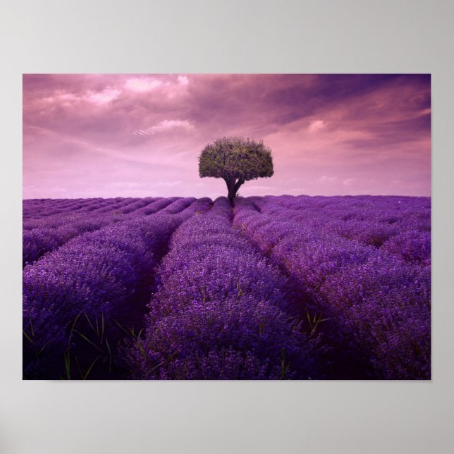 Lavender field poster (Front)