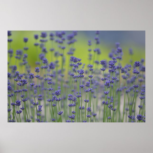 Lavender Field Poster (Front)