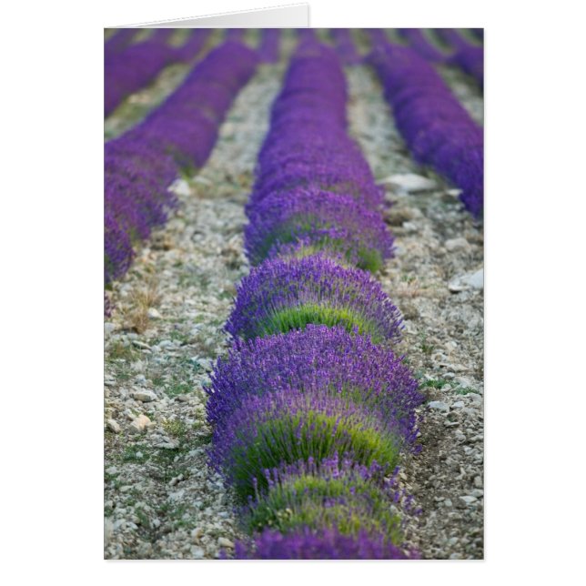 Lavender field, Provence, France (Front)