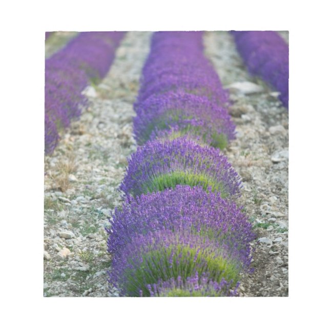 Lavender field, Provence, France Notepad (Front)