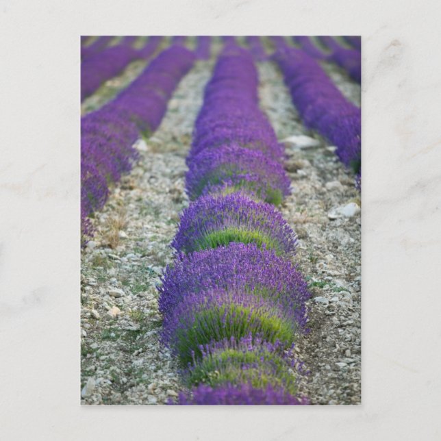 Lavender field, Provence, France Postcard (Front)