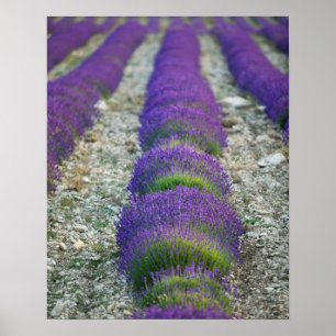 Lavender field, Provence, France Poster