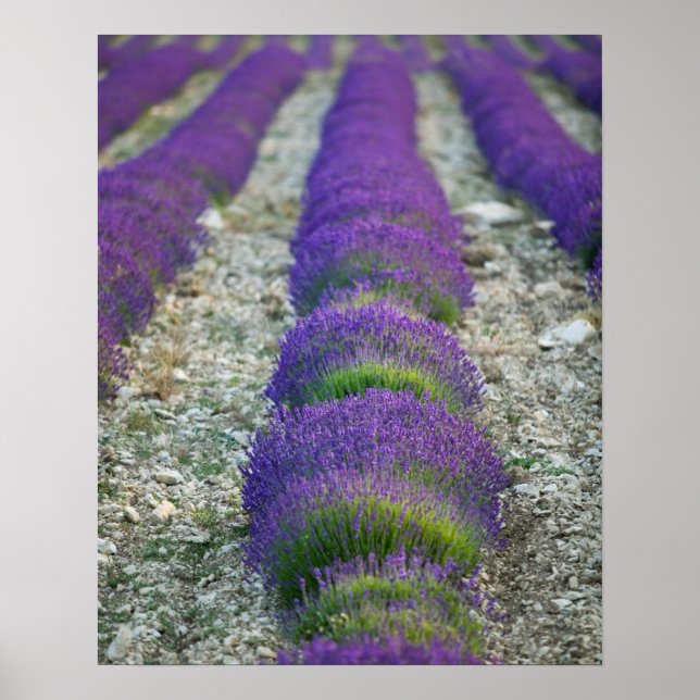 Lavender field, Provence, France Poster (Front)