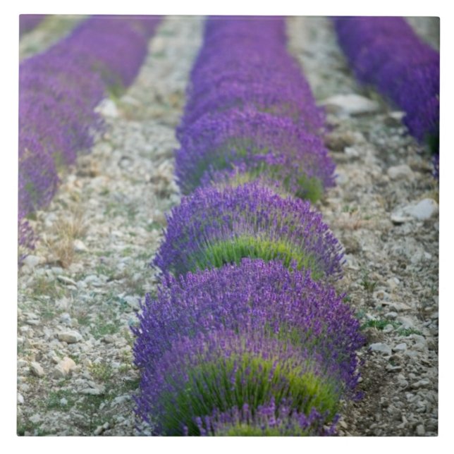 Lavender field, Provence, France Tile (Front)