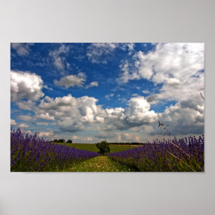 Lavender Field Purple Flowers Cotswolds UK Poster