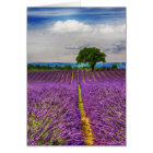 Lavender Field scenic, France