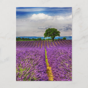 Lavender Field scenic, France Postcard