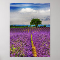 Lavender Field scenic, France