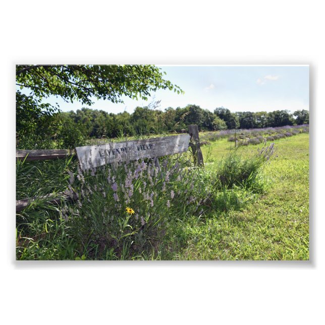 Lavender Field Sign (Front)