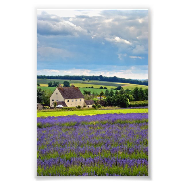 Lavender Field Summer Flowers Cotswolds England Photo Print (Front)