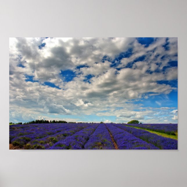 Lavender Field Summer Flowers Cotswolds England Poster (Front)