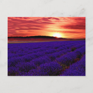 Lavender Field Sunset Postcard