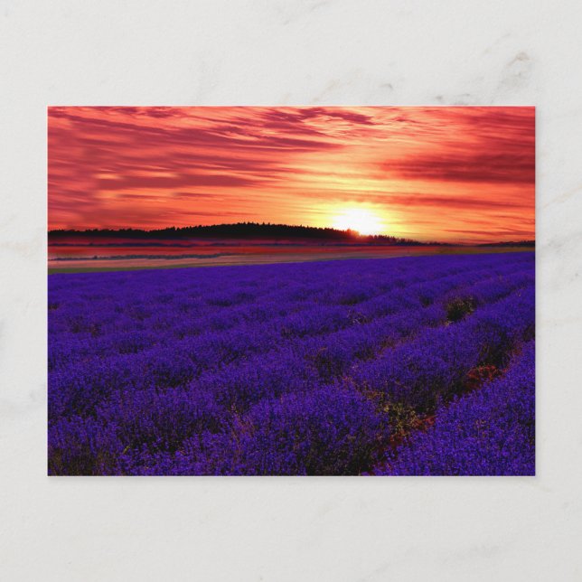 Lavender Field Sunset Postcard (Front)