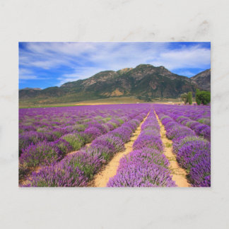 Lavender Fields Forever Postcard