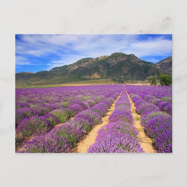 Lavender Fields Forever Postcard (Front)