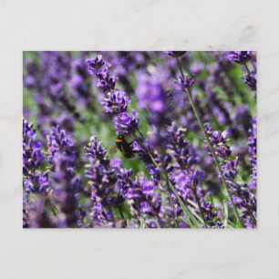 Lavender Fields Postcard
