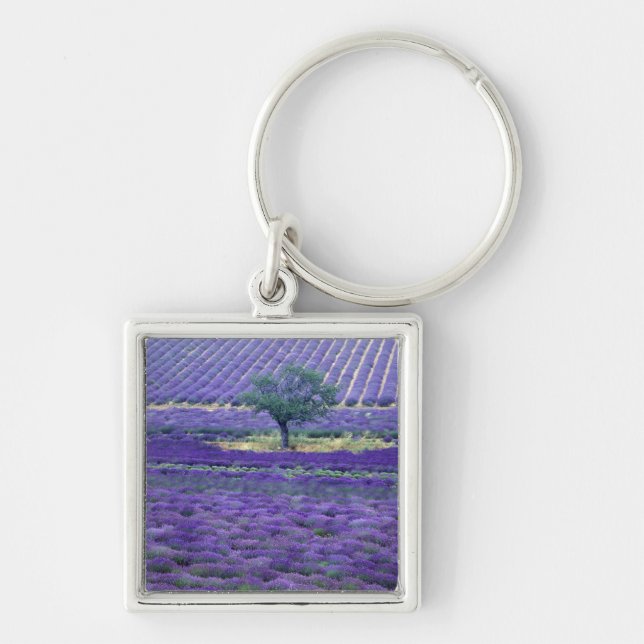 Lavender fields, Vence, Provence, France Key Ring (Front)