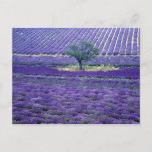 Lavender fields, Vence, Provence, France Postcard