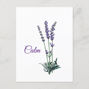 Lavender Flower Calm Inspirational Postcard