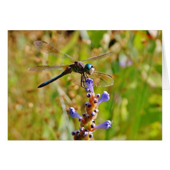 Lavender flower dragonfly (Front Horizontal)