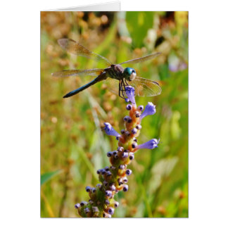 Lavender flower dragonfly