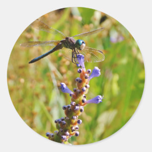 Lavender flower dragonfly classic round sticker