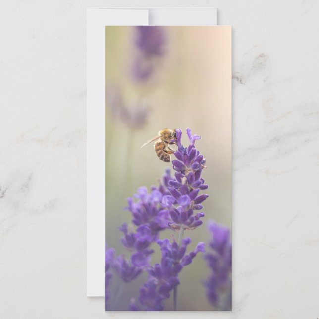 Lavender Flower Honeybee Nature Photo Card (Front)