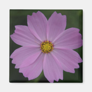 lavender flower magnet