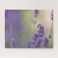 Lavender Flower Nature Photo