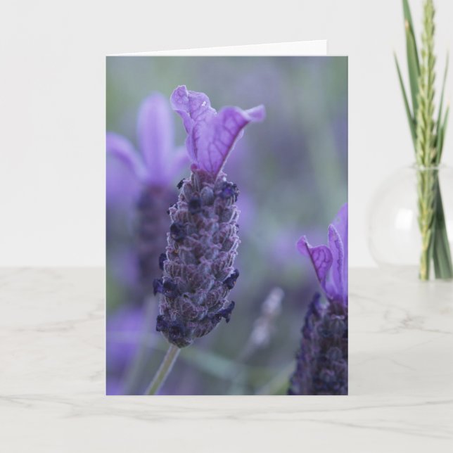 Lavender Flower Photo Greeting Card (Front)