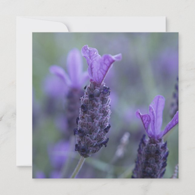 Lavender Flower Photo Invitations (Front)