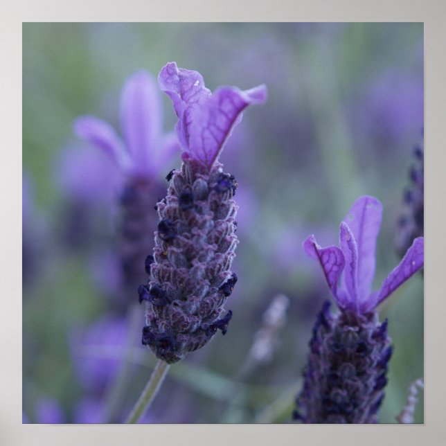 Lavender Flower Photo Poster Print (Front)