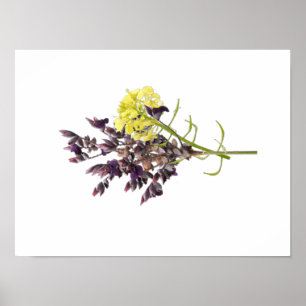 Lavender Flower Poster