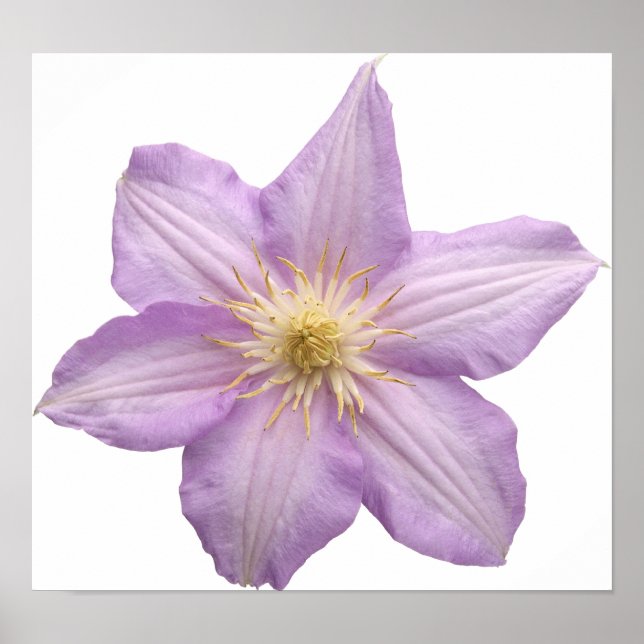 Lavender Flower Poster (Front)