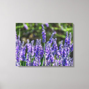 Lavender flowers canvas print