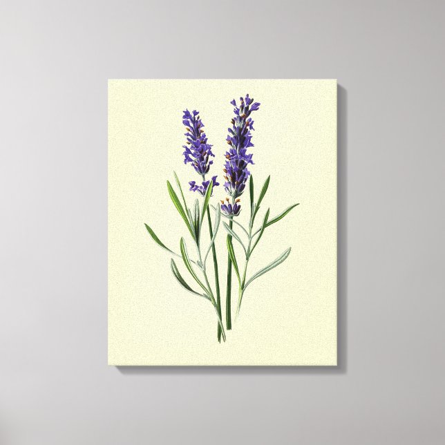 Lavender Flowers Canvas Print (Front)
