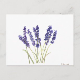 Lavender flowers french lavender postcard