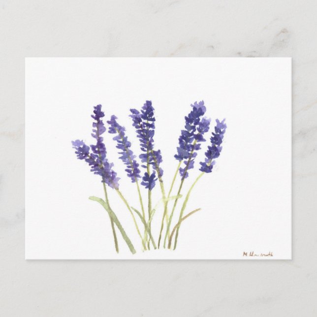 Lavender flowers french lavender postcard (Front)