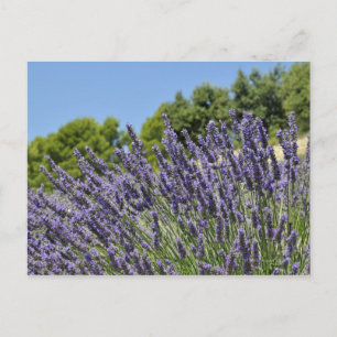 Lavender flowers in field at summer, Provence Postcard