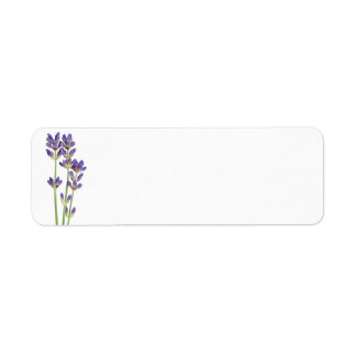 Lavender Flowers Isolated On White Background