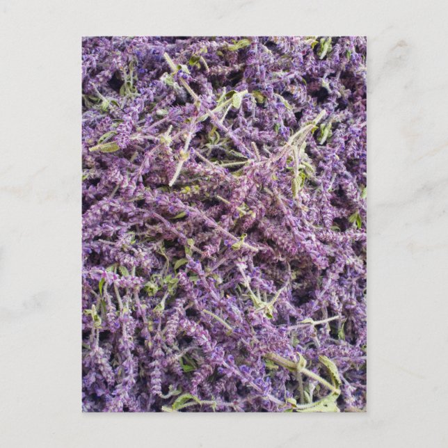 Lavender flowers pattern postcard (Front)